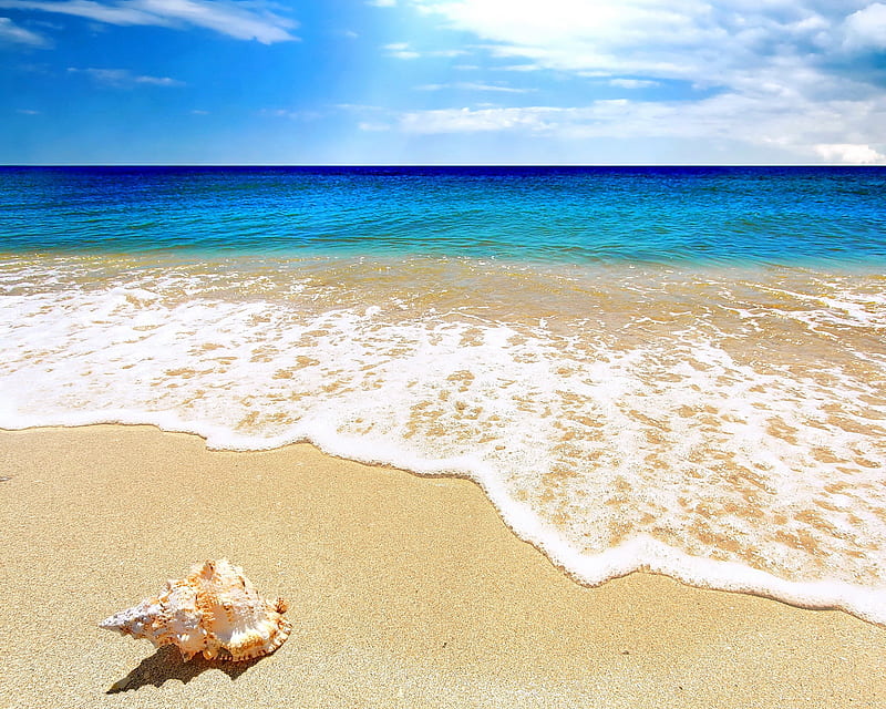Summer Beach, sea, shell, HD wallpaper