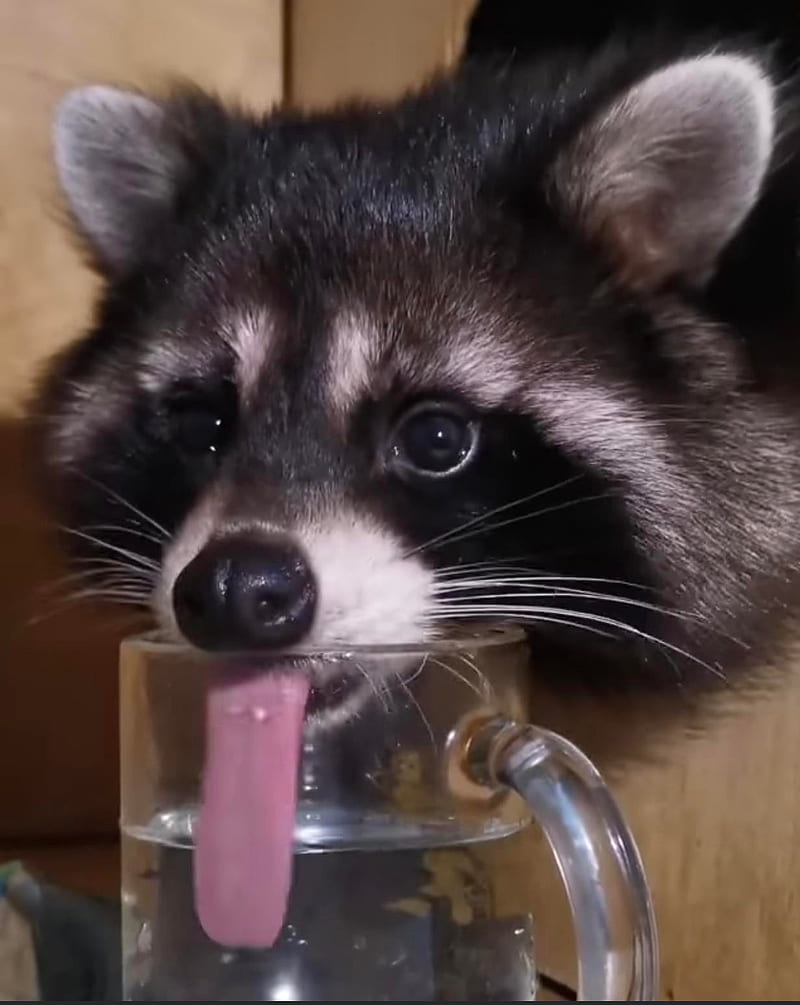 Racoons Cup, animal, animals, cute, raccoon, wholesome, HD phone wallpaper