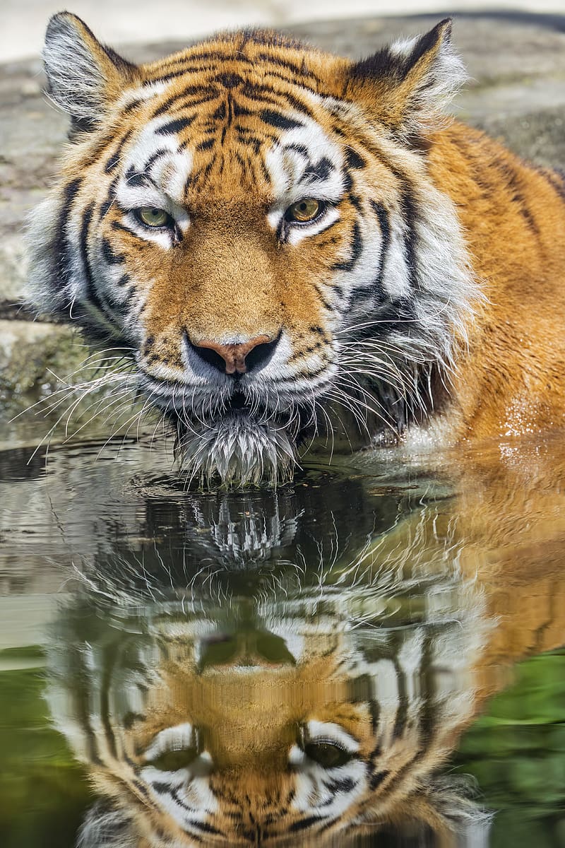 tiger, head, reflection, predator, big cat, HD phone wallpaper