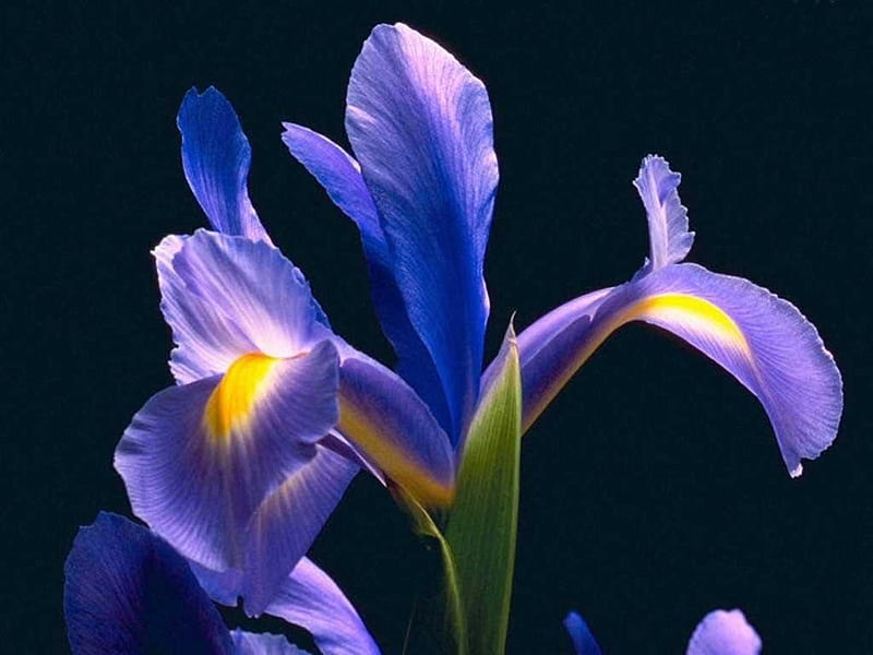 Purple IRIS, flower, purple, iris, HD wallpaper