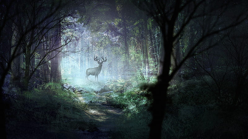 deer, forest, light, art, wildlife, HD wallpaper