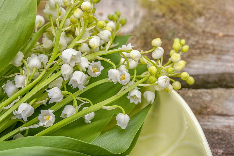 Flowers, Lily Of The Valley, HD wallpaper