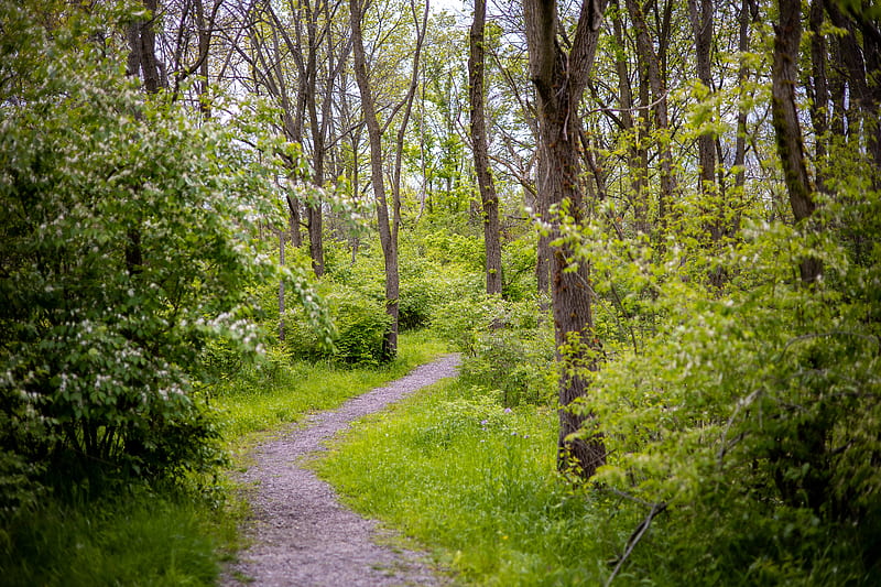 forest, path, trees, bushes, greenery, HD wallpaper