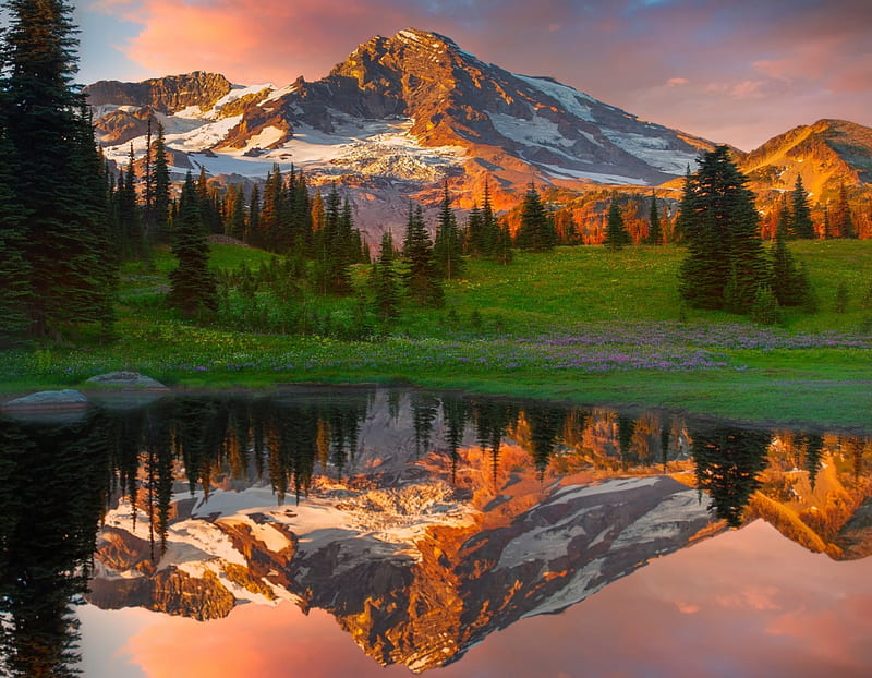 Mountain Reflections, forest, National Park, Washington, bonito, sunset, Mount Rainier, lake, meadows, wildflowers, snowy peaks, HD wallpaper