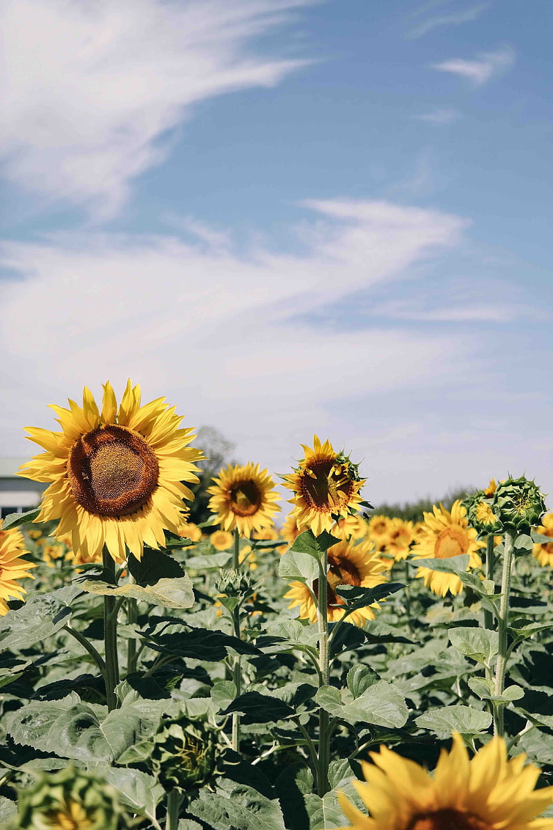 sunflower field under blue skies, HD phone wallpaper
