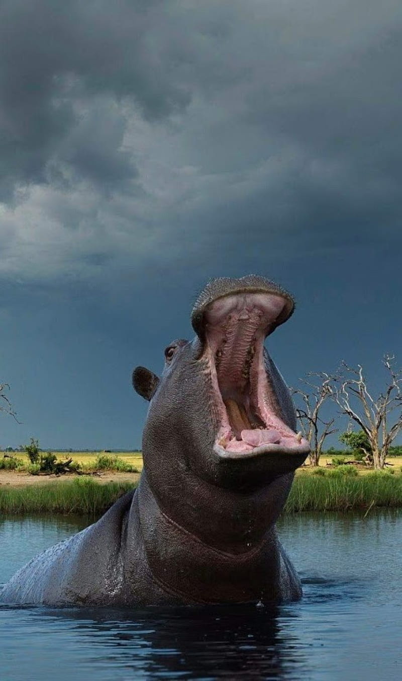 hippo, animal, water, HD phone wallpaper