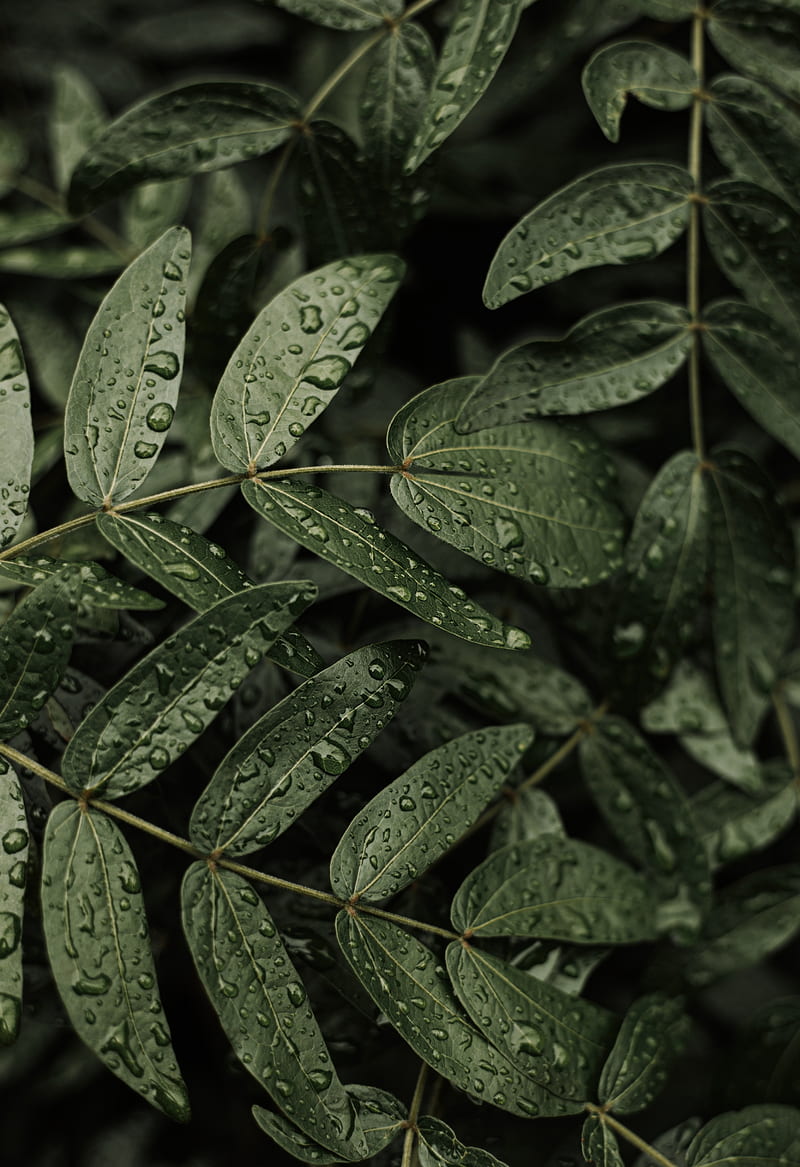 leaves, plant, drops, macro, HD phone wallpaper