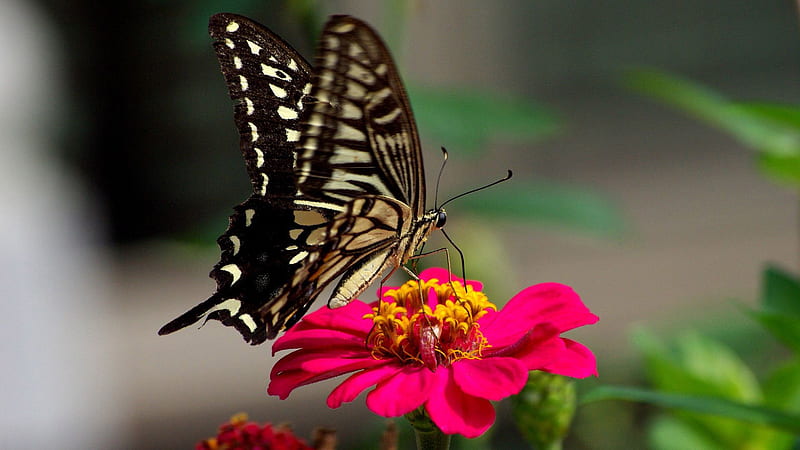 Black Sandal Color Butterfly On Filament Of Flower In Blur Background Butterfly, HD wallpaper