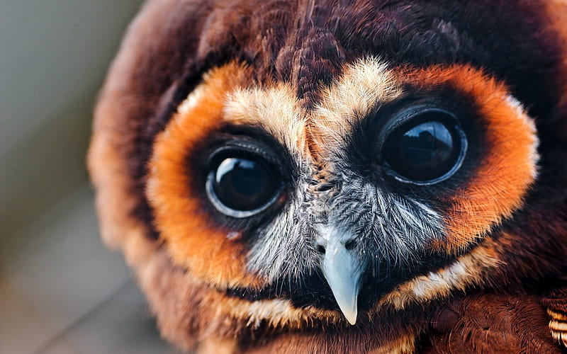owl, macro, close-up, graphy, beak, black eyes, Animal, HD wallpaper