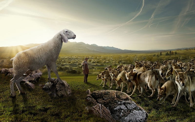 Situation, man, animal, sheep, green, manipulation, troop, funny, wolf, field, flock, HD wallpaper