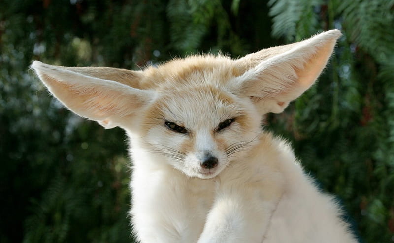 40 Fennec Fox HD Wallpapers and Backgrounds