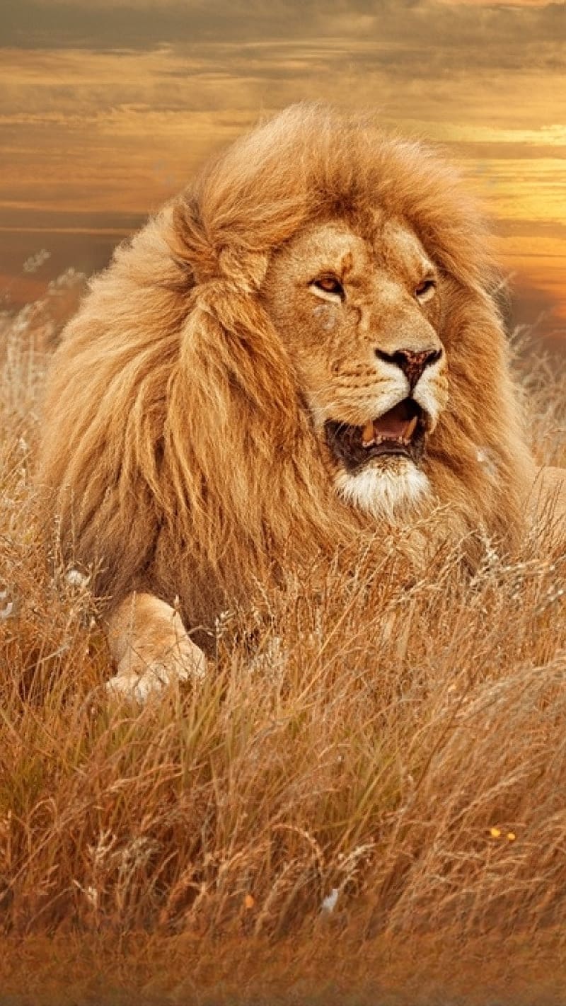 Lion , Lion Sitting On Brown Grass, king of the jungle, sunset background, HD phone wallpaper