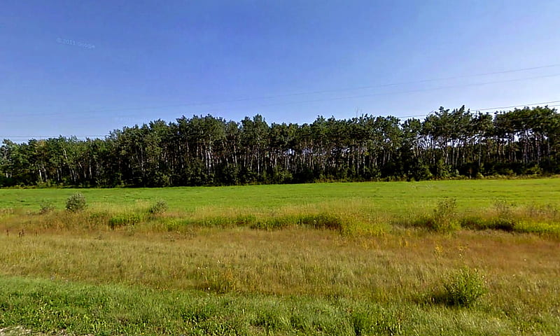 Field in Manitoba, green, grass, trees, sky, field, canada, HD wallpaper