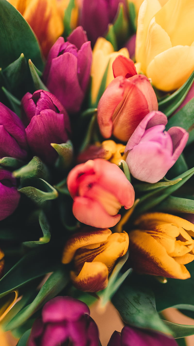 Assorted flowers , tulip, blossom, flower, HD phone wallpaper