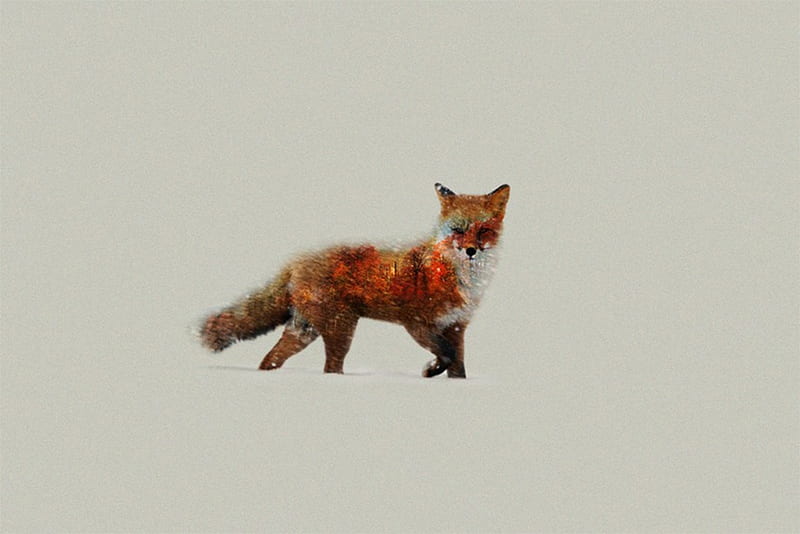 Fox Artist, fox, artist, animals, HD wallpaper | Peakpx
