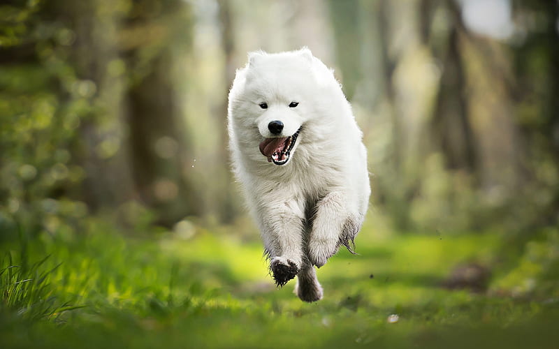 Running Samoyed, forest, white dog, summer, cute animals, Samoyed, furry dog, dogs, pets, Samoyed Dog, HD wallpaper