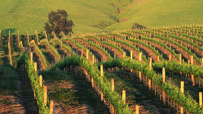 waves of napa vineyards in california, hills, sunset, fields, vineyards, HD wallpaper