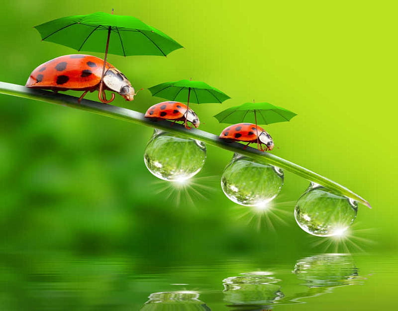 Funny little ladybugs with umbrellas enjoying life, Insects, Ladybugs, Umbrellas, Leaf, HD wallpaper