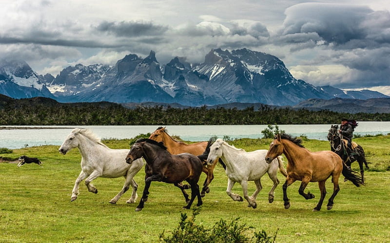 Wild Horses, horse, wild, landscape, animal, HD wallpaper