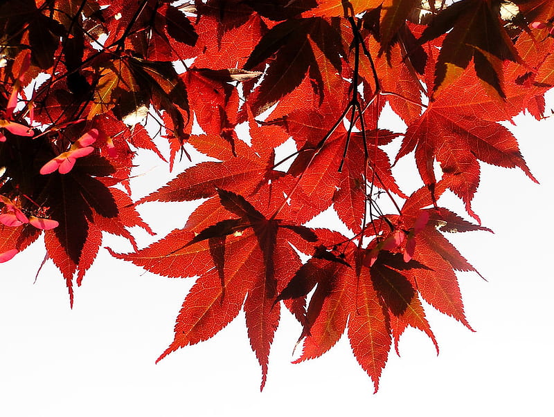 Japanese Red Maple, red, leaves, japanese, maple, nature, trees, HD wallpaper