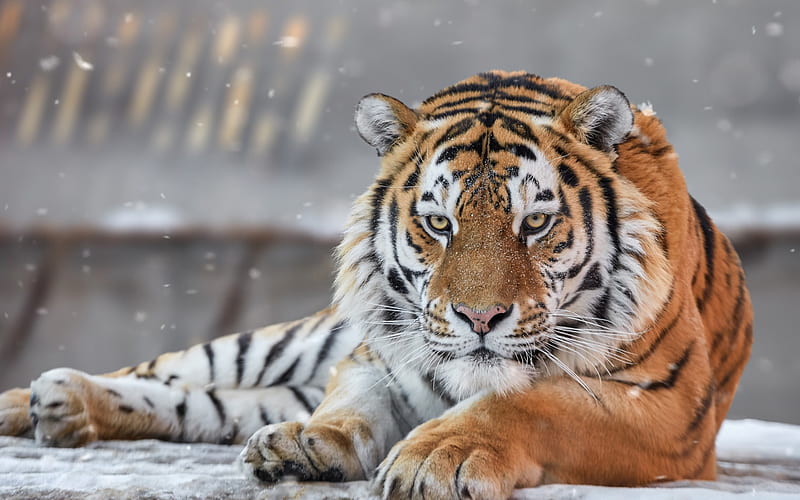 Amur tiger, winter, snow, predator, wildlife, tigers, HD wallpaper