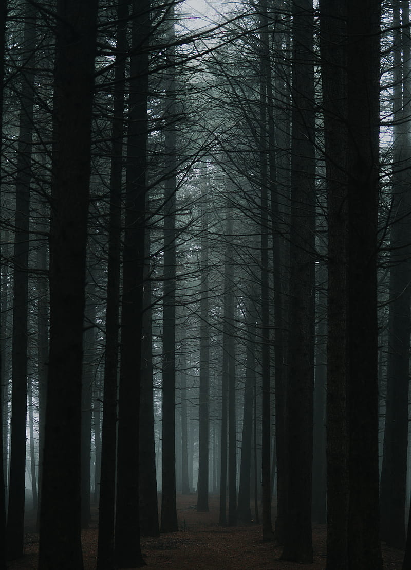 black bare trees in forest during daytime, HD phone wallpaper