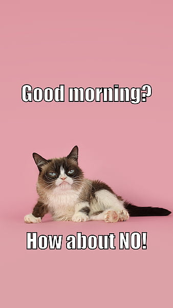 Beluga edit w/ hearts  Cute cat memes, Funny cat wallpaper, Cute memes