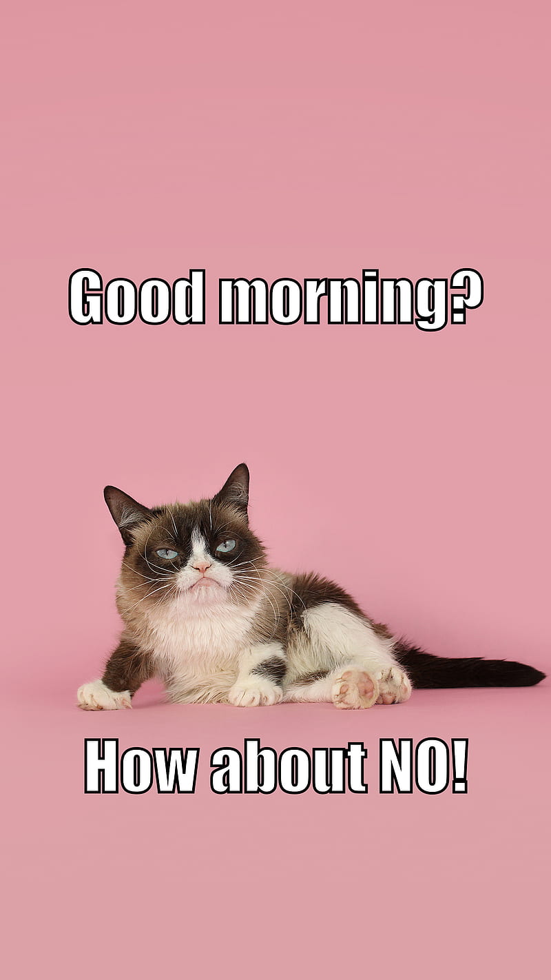 Good Morning, Grumpy, apple, cat, cats, cool, dog, dogs, funny, humor,  internet, HD phone wallpaper | Peakpx