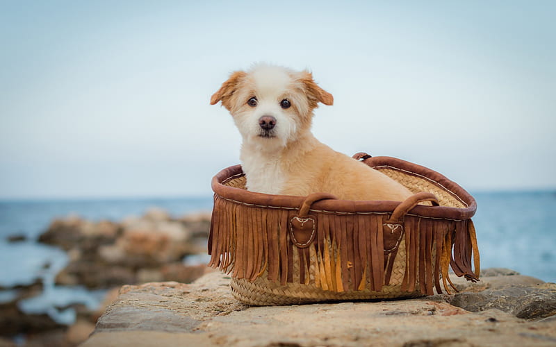 norfolk terrier, small puppy, beach, sand, puppy in a basket, small dog, HD wallpaper