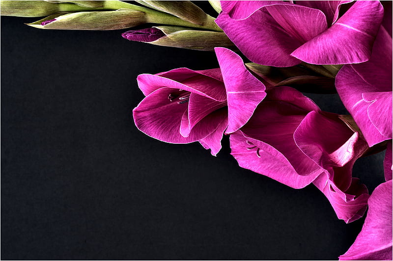 Gladiola-R, pretty, bonito, gladiolus, graphy, nice, beauty, harmony, lovely, black, delicate, elegantly, cool, purple, black background, flower, r, great, HD wallpaper