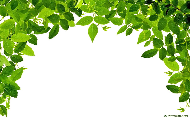 fresh green-refreshing green leaves 03, HD wallpaper