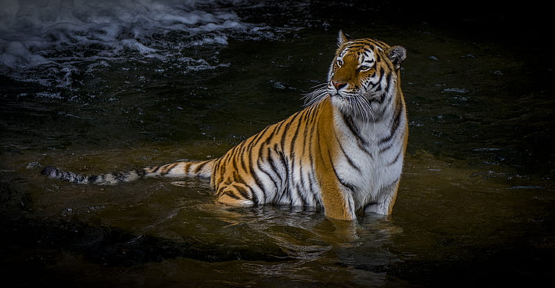 Adult Tiger , tiger, animals, HD wallpaper
