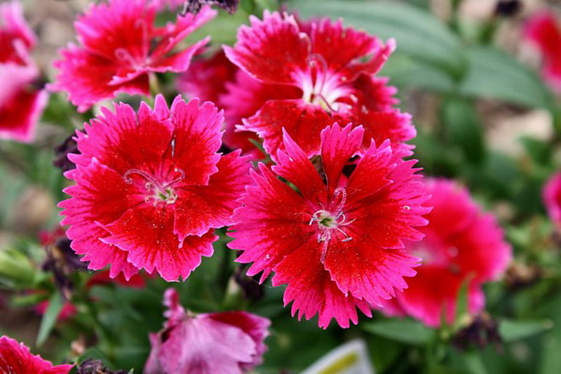 CHERRY RED DIANTHUS, red, flowers, dianthus, cherry, HD wallpaper