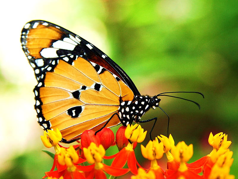 African Monarch, gold and white, butterfly, orange, flowers, yellow, HD wallpaper