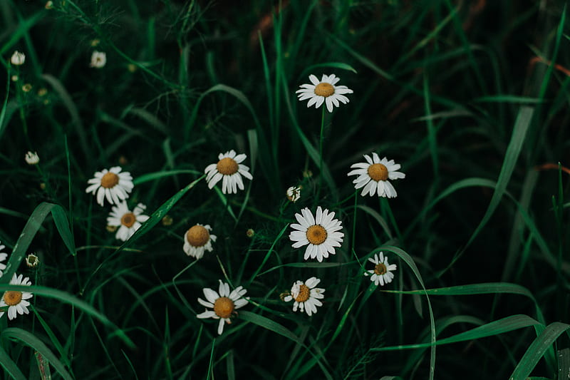 Shallow Focus of White Daisies, HD wallpaper
