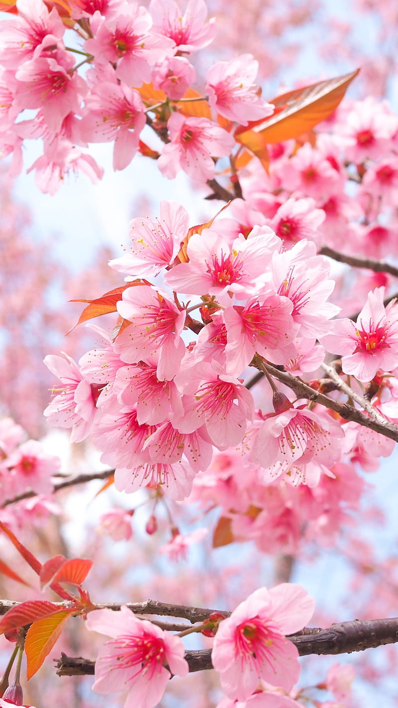 Cherry Blossom, HD wallpaper | Peakpx