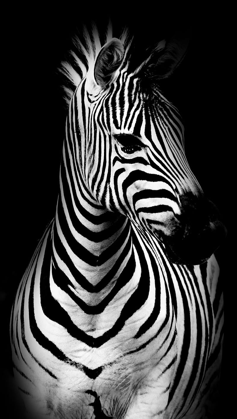 Zebra Wallpaper Hd