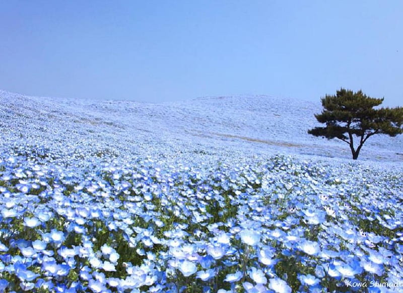 Nemophila Hill, japan, japanese, ibaraki, flowers, nature, hill, scenery, HD wallpaper