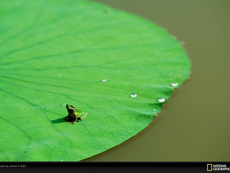 Little Green Froggy On A Big Green Leaf., frog, nice, a, green, HD wallpaper