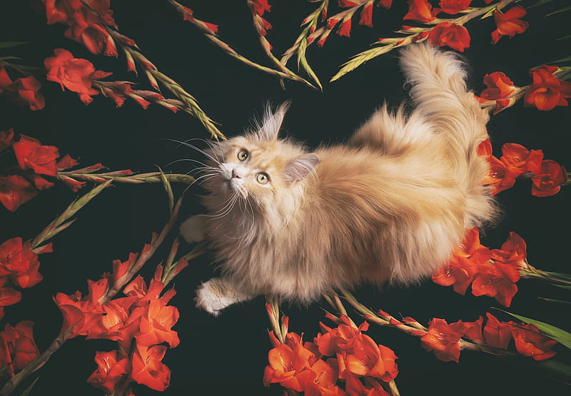 Cats, Cat, Pet, Maine Coon, Red Flower, Gladiolus, HD wallpaper