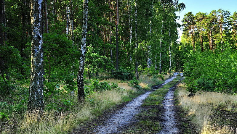road through a lovely birch forest, forest, road, grass, bark, HD wallpaper