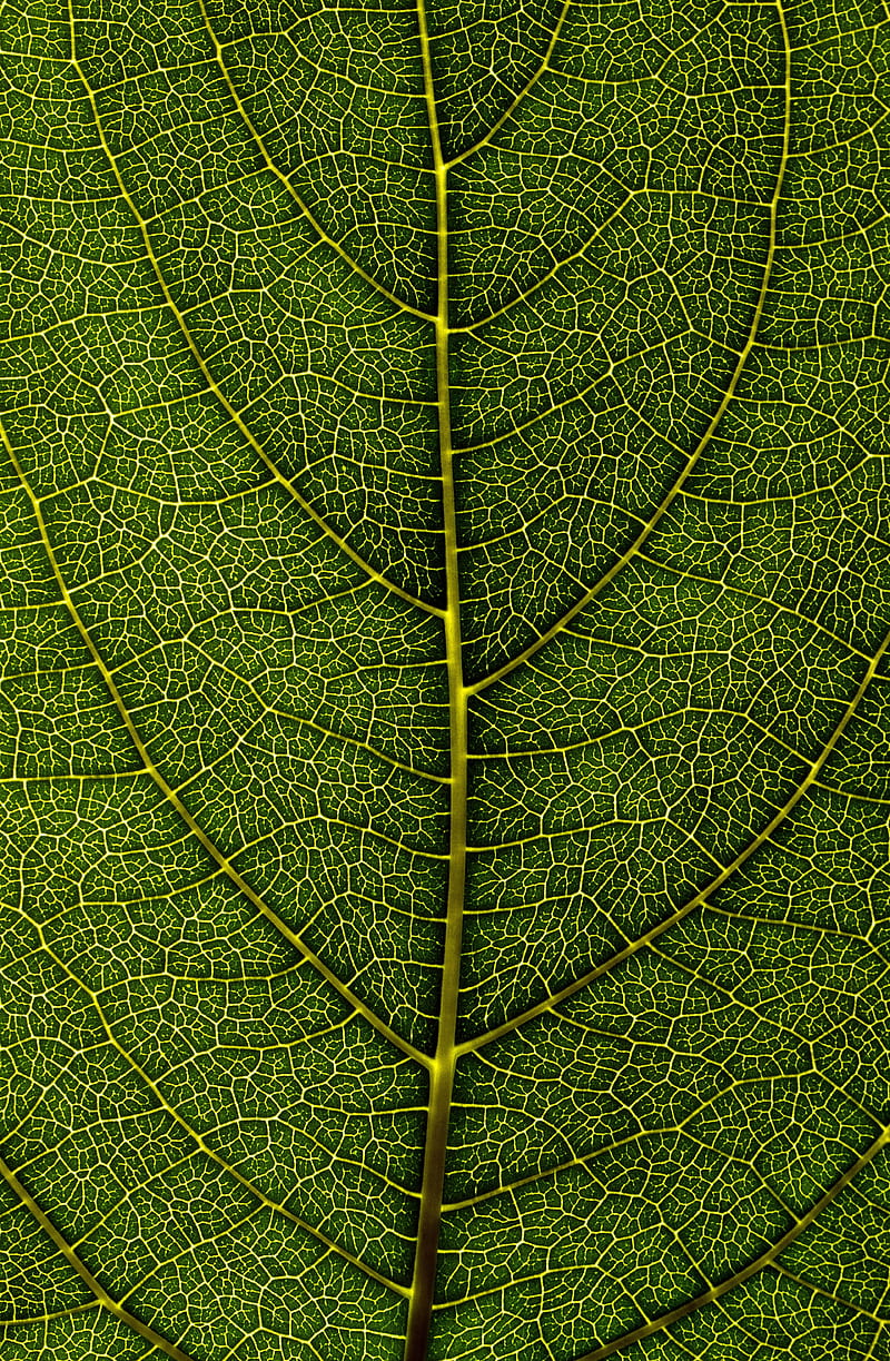 leaf, veins, macro, HD phone wallpaper