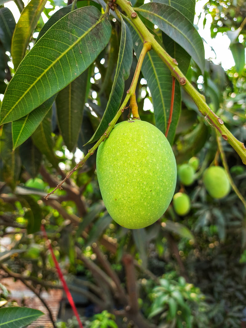 Mango, fruit, green, greenleaf, leaf, tree, HD phone wallpaper