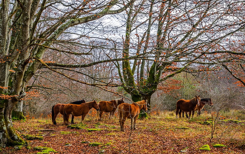 Horses in Mossy Fall Landscape, Fall, Trees, Landscapes, Moss, Autumn, Horses, Animals, Nature, HD wallpaper