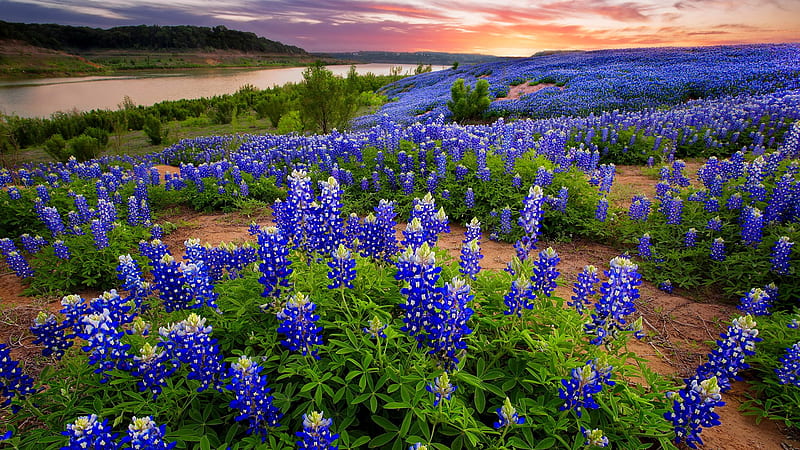 Texas bluebonnets, Texas, USA, bluebonnets, wildflowers, sunrise, bonito, meadow, field, HD wallpaper