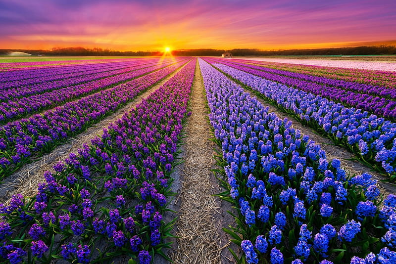 Increíble campo de flores, flores, puesta de sol, naturaleza, campo, Fondo  de pantalla HD | Peakpx