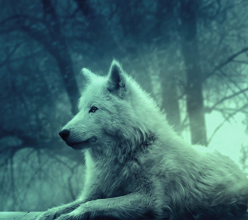 Wolf, best epic, forest, new, wallapaper, white, HD wallpaper