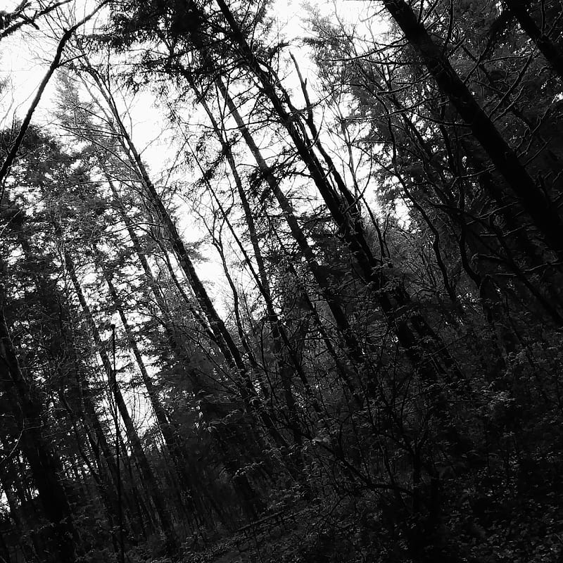 Darkened Woods, autumn, clark county, dark, evil, forest, lewisville, pnw, wa, washington, HD phone wallpaper