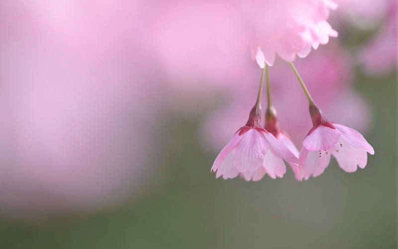 Essence Of Spring 桜 Delicate Sakura Pink Sakura Blossoms Spring Cherry Blossom Hd Wallpaper Peakpx