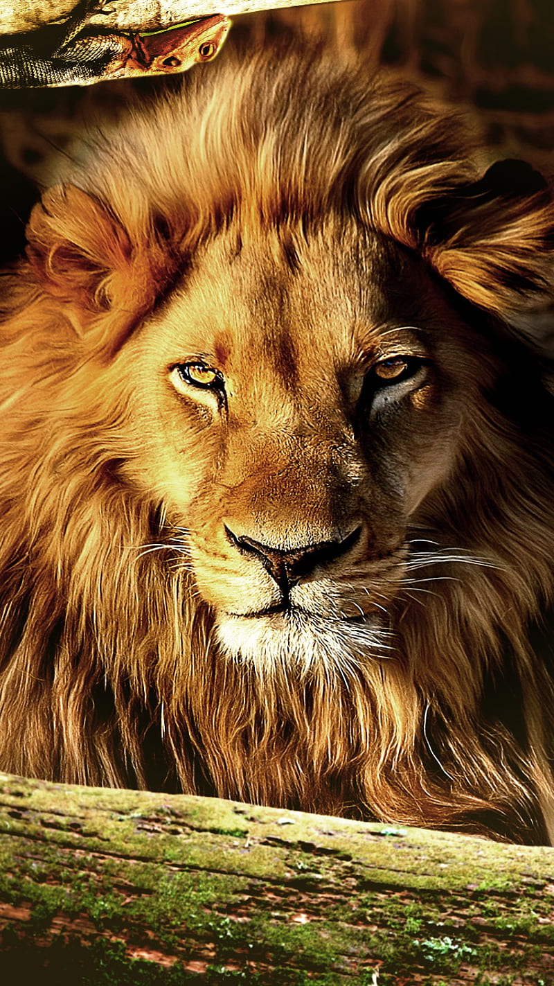 Lion Sleeps, jungle, king, lion king, nature, HD phone wallpaper
